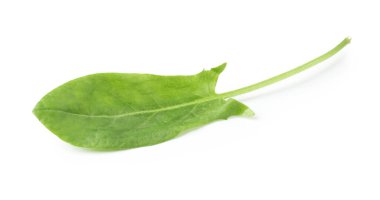 Bir taze yeşil kuş yaprağı beyaza izole edilmiş.