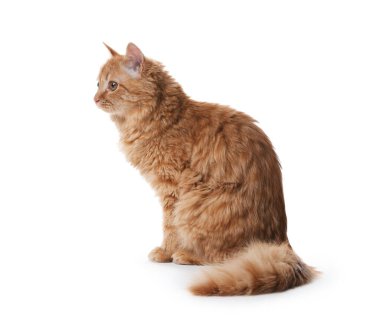 Beyaz arka planda sevimli kızıl kedi. Sevimli hayvan.