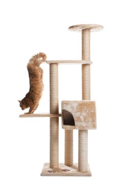 Beyaz arka planda sevimli kedi var.