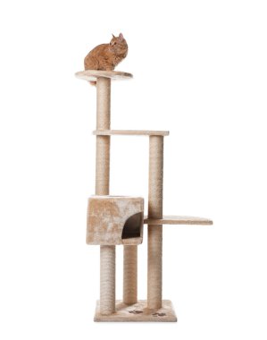 Beyaz arka planda sevimli kedi var.