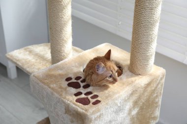 Evdeki evcil hayvan ağacında saklanan sevimli kedi.
