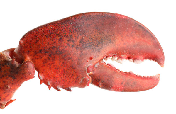 Один свежий коготь лобстера изолирован на белом