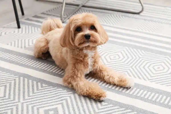 Evdeki sevimli Maltipoo köpeği.