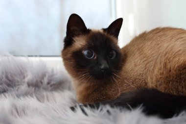 Evdeki pencere pervazında sevimli Tayland kedisi. Metin için boşluk