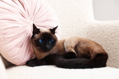 Sevimli Tayland kedisi yumuşak koltukta dinleniyor.