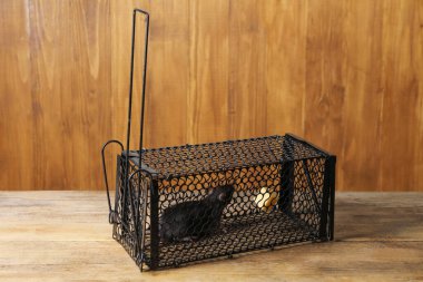 Ahşap masada fare kapanı var.