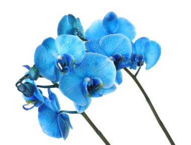 Güzel mavi orkide çiçeği beyaza izole edilmiş.