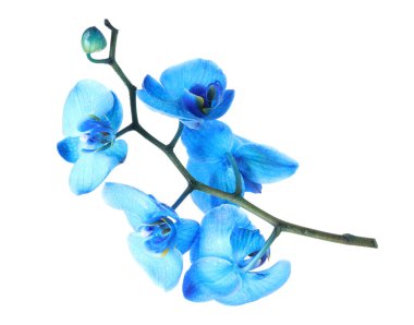 Güzel mavi orkide çiçekleri beyaza izole edilmiş.