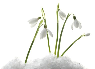 Beautiful snowdrops on snow against white background