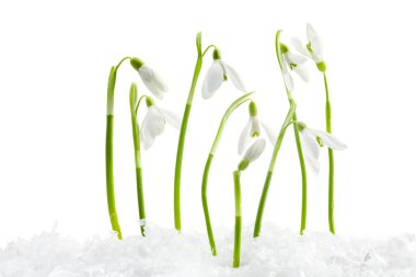 Beautiful snowdrops on snow against white background