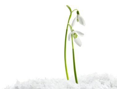 Beautiful snowdrops on snow against white background
