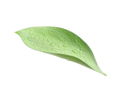 Beyaz üzerinde su damlaları olan bir Ruscus yaprağı