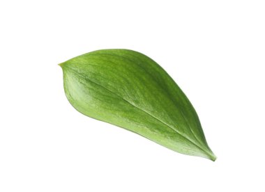 One fresh green Ruscus leaf isolated on white