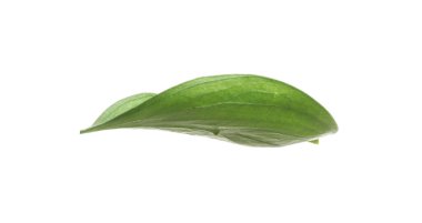One fresh green Ruscus leaf isolated on white