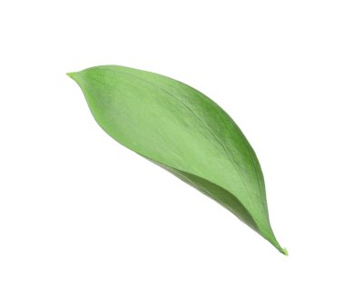 One fresh green Ruscus leaf isolated on white