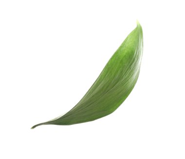 One fresh green Ruscus leaf isolated on white
