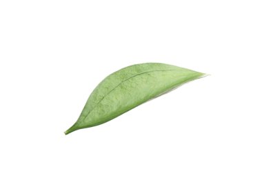 One fresh green Ruscus leaf isolated on white