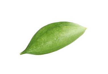 One fresh green Ruscus leaf isolated on white
