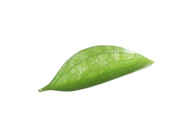 One fresh green Ruscus leaf isolated on white