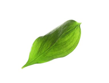 One fresh green Ruscus leaf isolated on white