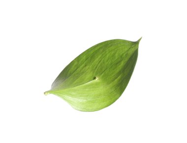 One fresh green Ruscus leaf isolated on white