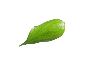 One fresh green Ruscus leaf isolated on white