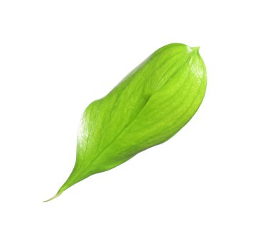 One fresh green Ruscus leaf isolated on white