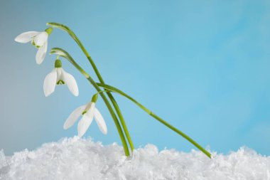 Beautiful snowdrops on snow against light blue background, closeup. Space for text