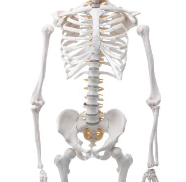 Yapay insan iskelet modeli beyaz ve yakın plan olarak izole edildi.