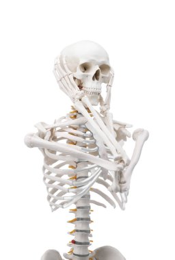 Yapay insan iskelet modeli beyaz üzerine izole edildi