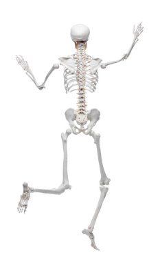 Yapay insan iskelet modeli beyaz üzerine izole edildi