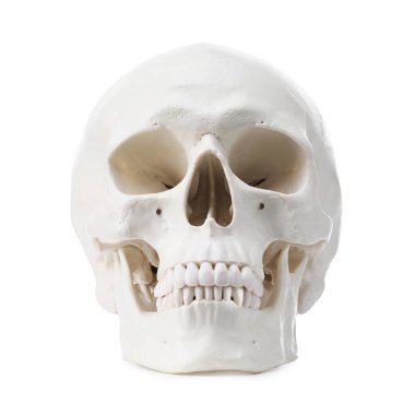 Beyazda izole edilmiş yapay insan kafatası modeli