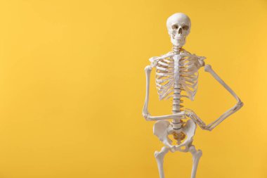 Artificial human skeleton model on orange background, space for text