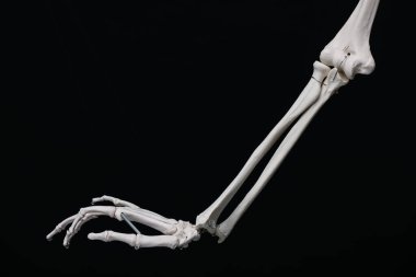 Siyah arkaplanda yapay insan iskeleti modeli, yakın plan.