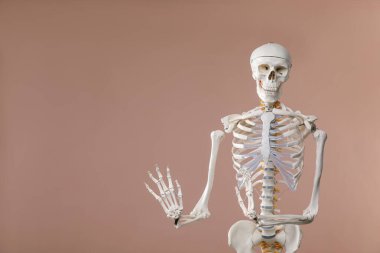 Açık kahverengi arkaplan üzerinde yapay insan iskelet modeli, metin için boşluk
