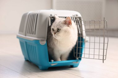 Evcil hayvan taşıyıcısındaki sevimli kedi.