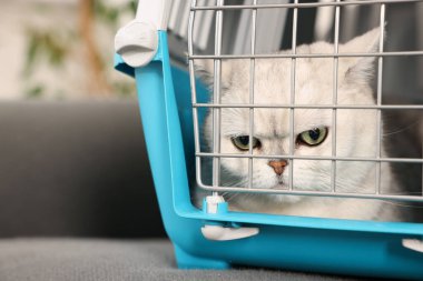 Evcil hayvan taşıyıcısında şirin bir kedi, kapalı koltukta, yakın plan.