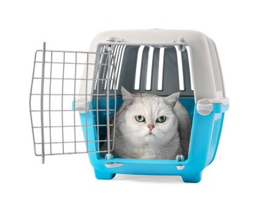 Evcil hayvan taşıyıcısındaki şirin kedi beyazda izole edilmiş.