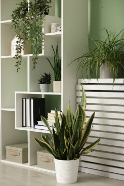 Ev bitkileri ve açık yeşil duvarın yanında farklı dekorasyon ürünleri olan raf ünitesi.