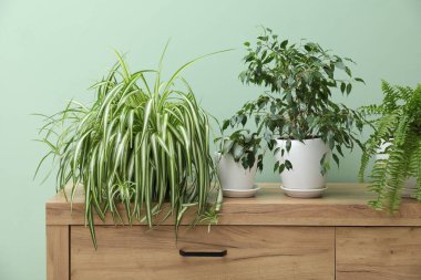 Kapalı alandaki yeşil duvarın yanında ev bitkileri olan ahşap dolap.