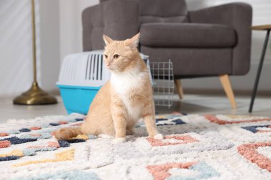 Şirin kedi ve hayvan taşıyıcısı evde yerde.