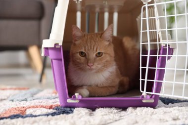 Evdeki evcil hayvan taşıyıcısında şirin bir kedi, yakın plan.