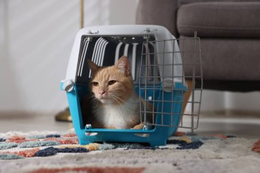Evdeki evcil hayvan taşıyıcısının içinde sevimli bir kedi.