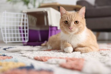 Şirin kedi ve hayvan taşıyıcısı evde, seçici bir odak noktası.