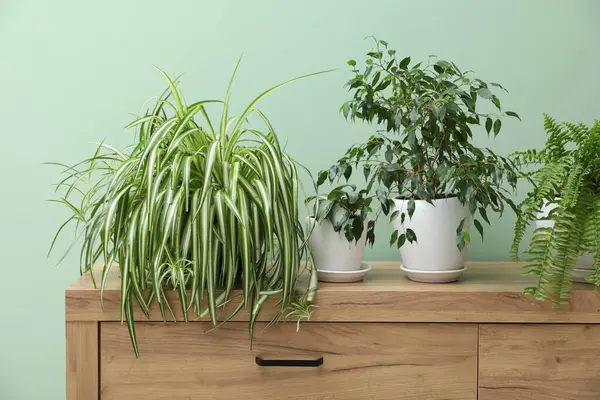 Kapalı alandaki yeşil duvarın yanında ev bitkileri olan ahşap dolap.