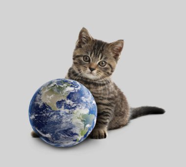 Uluslararası kedi günü. Gri arka planda sevimli kedi ve toprak küre