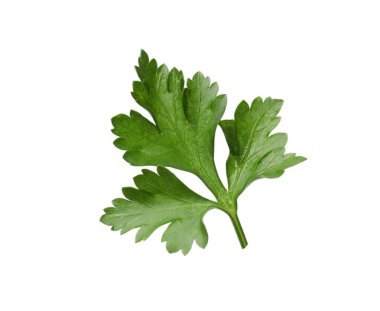 Taze maydanoz filizi, beyaz havada izole edilmiş.