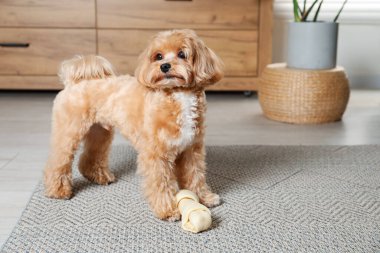 Evde yerde kemikleri çiğnenmiş şirin bir köpek, mesaj için yer var.