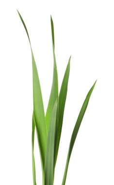 Beyaz çimenlerin üzerinde yeşil yapraklar