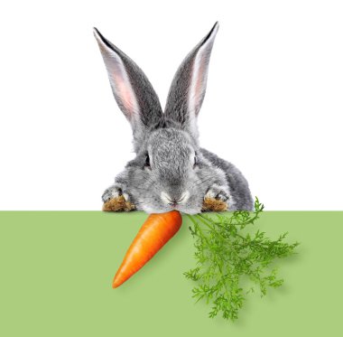 Beyaz arka planda yeşil pankarttan havucu dikizleyen sevimli gri tavşan.